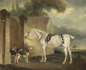 Lord Lonsdales Fleabitten szürke vadász, sárgaréz, Cottesmore -ban a Cottesmore Hounds -szal